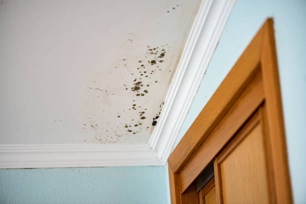 Best Mold Cleaning Services  in Homeland, CA