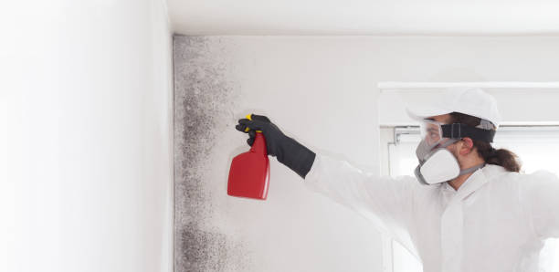 Best Mold Removal Specialists  in Homeland, CA