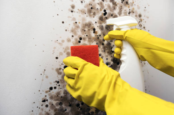 Best Professional Mold Removal  in Homeland, CA
