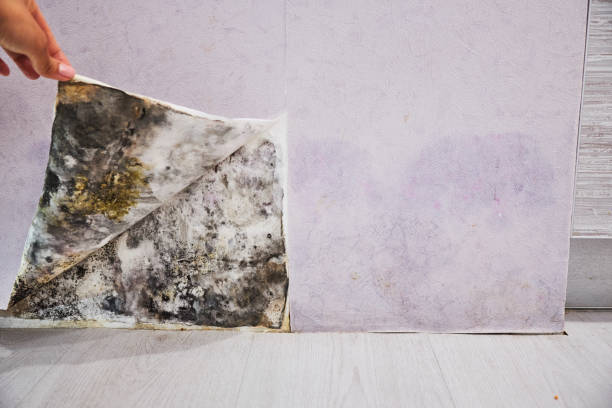 Best Water Damage Restoration  in Homeland, CA